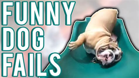 Hilarious Gucci Dog Fail Compilation 